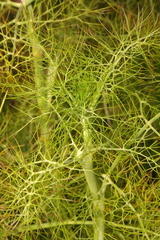 Foeniculum vulgare
