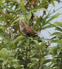 Centropus bengalensis