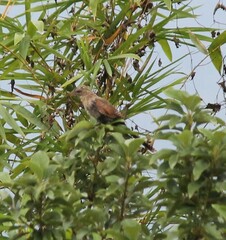 Centropus bengalensis