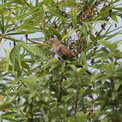 Centropus bengalensis