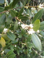 Osmanthus