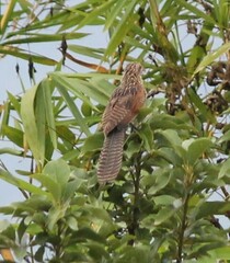 Centropus bengalensis