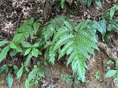 Tectaria fuscipes