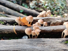Mycena inclinata