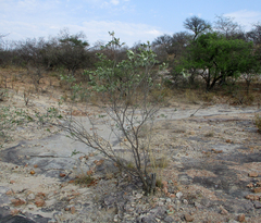 Mundulea sericea image