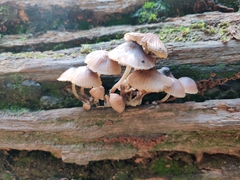 Mycena inclinata