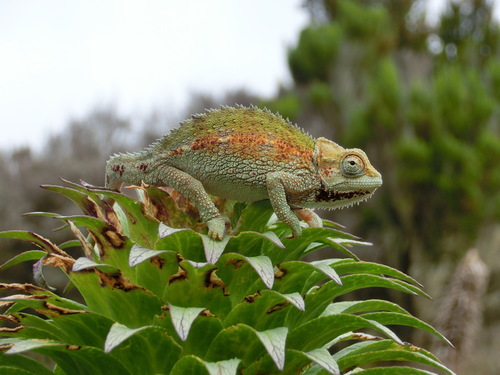 Tanzanian Montane Dwarf Chameleon (Trioceros sternfeldi) · iNaturalist