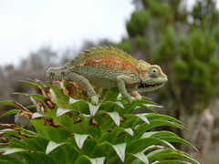 Trioceros sternfeldi