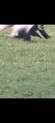 Colobus