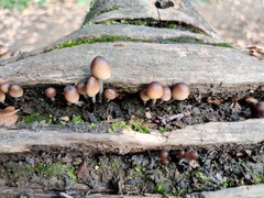 Mycena inclinata