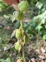Ornithogalum boucheanum