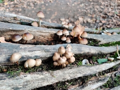 Mycena inclinata