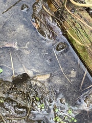 Pelophylax kurtmuelleri