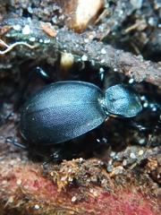 Cychrus caraboides