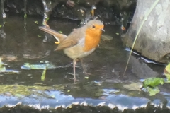Erithacus rubecula