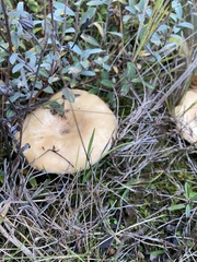 Lactarius scrobiculatus