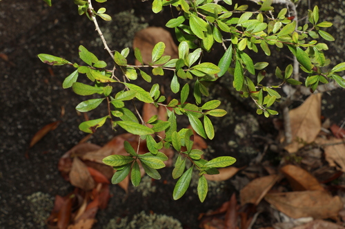 Bursaria tenuifolia (Bursaria tenuifolia)
