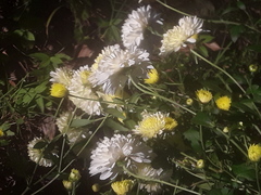 Chrysanthemum