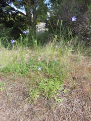 Wahlenbergia multicaulis