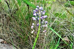 Merwilla plumbea