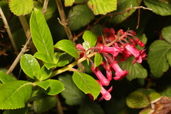 Escallonia rubra