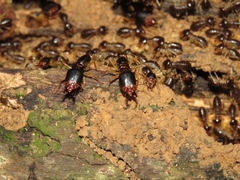 Macrotermes carbonarius