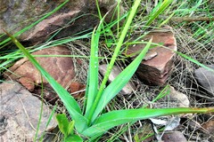 Merwilla plumbea