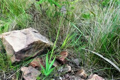 Merwilla plumbea