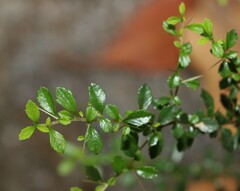 Bursaria spinosa