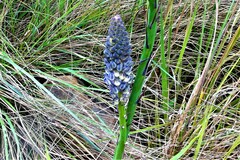 Merwilla plumbea