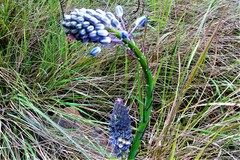 Merwilla plumbea
