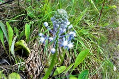 Merwilla plumbea