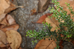 Bursaria spinosa