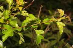 Crataegus monogyna