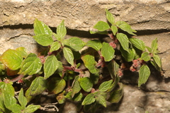 Parietaria judaica