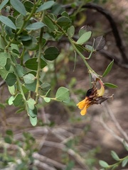 Bossiaea rhombifolia