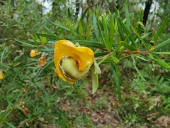 Gompholobium latifolium