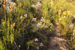 Serruria phylicoides