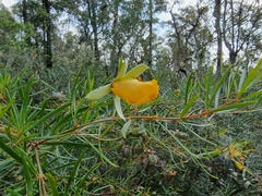 Gompholobium latifolium