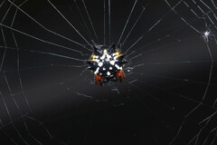 Austracantha minax