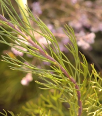 Serruria phylicoides