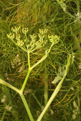 Foeniculum vulgare