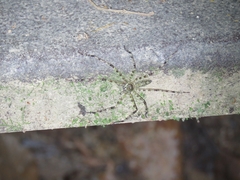Heteropoda boiei
