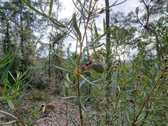 Gompholobium latifolium