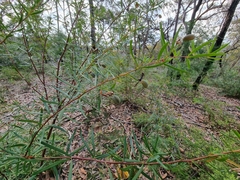 Gompholobium latifolium