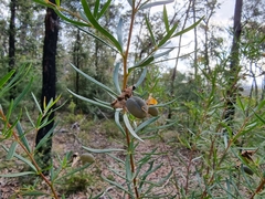 Gompholobium latifolium