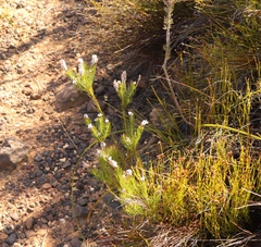 Spatalla mollis