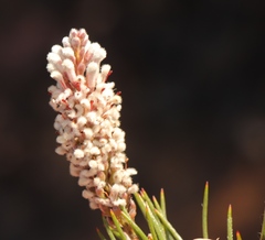Spatalla mollis
