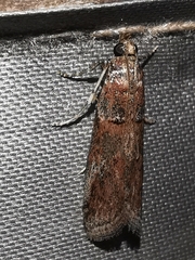 Acrobasis bithynella