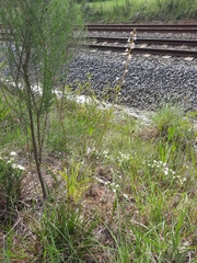 Stylidium graminifolium